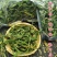 野生正品肾精草石伟草七星草肾精茶小叶骨牌草