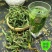 野生正品肾精草石伟草七星草肾精茶小叶骨牌草