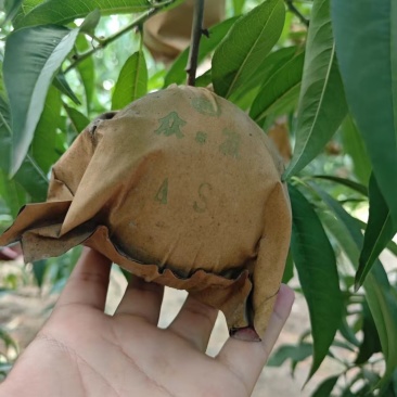 桃