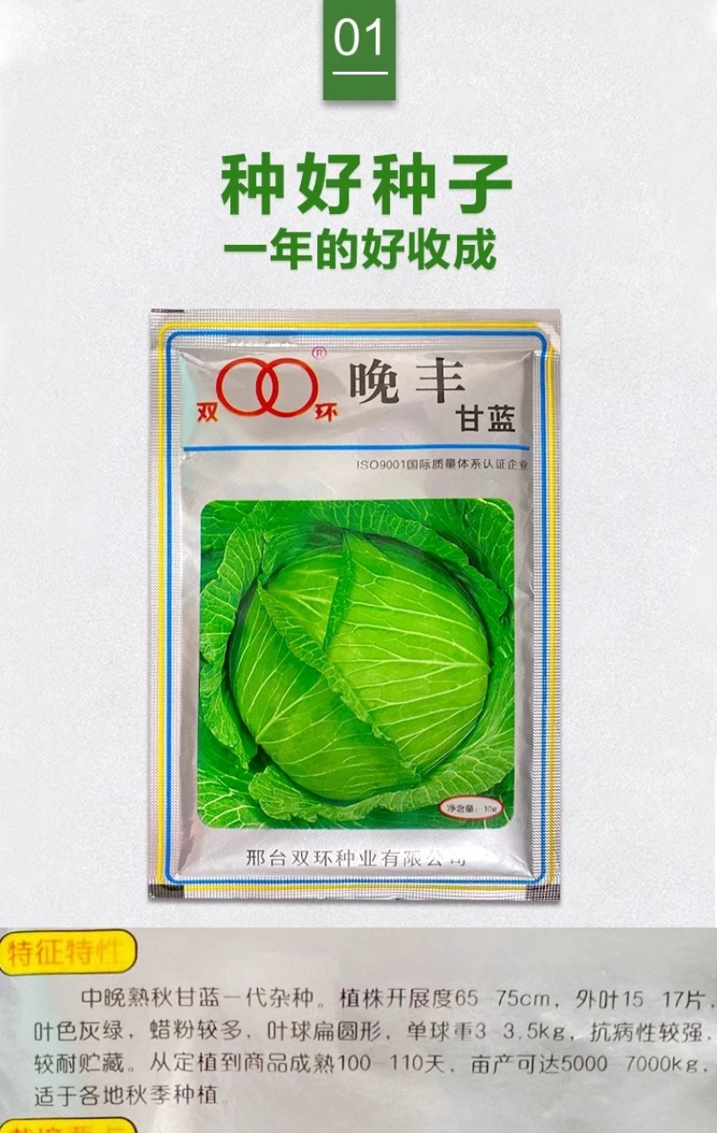 耐寒越冬甘蓝种子扁圆形秋季越冬两用圆包菜种子春眠升级品种