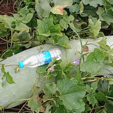 精品长白条冬瓜