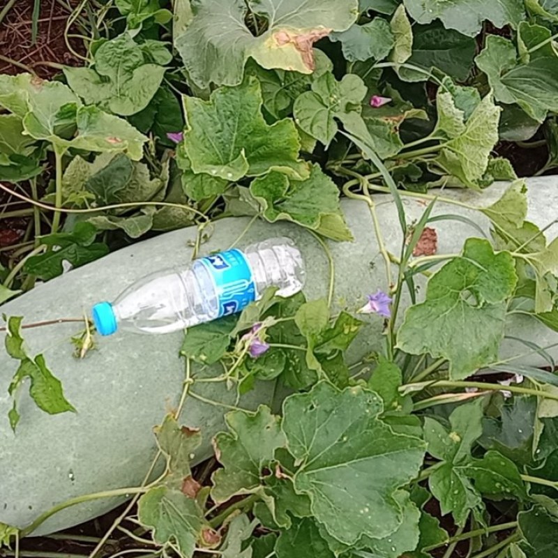 精品长白条冬瓜