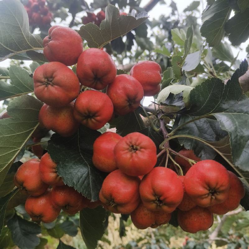 大面球山楂糖葫芦**