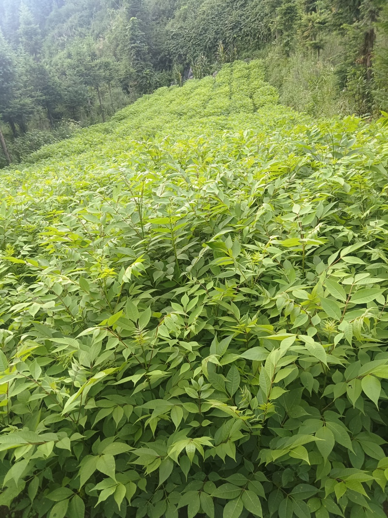 黄柏秧苗成活率高对接全国客户欢迎来电价格可以谈