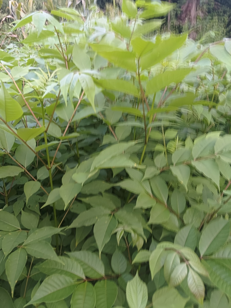 黄柏秧苗成活率高对接全国客户欢迎来电价格可以谈