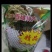 雪莲花种植农产品雪莲中药材1朵袋装中药材大全中草药材实