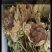 雪莲花种植农产品雪莲中药材1朵袋装中药材大全中草药材实