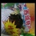 雪莲花种植农产品雪莲中药材1朵袋装中药材大全中草药材实