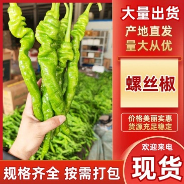 【螺丝椒】优质螺丝椒大量上市现摘现发鲜辣椒保质保量