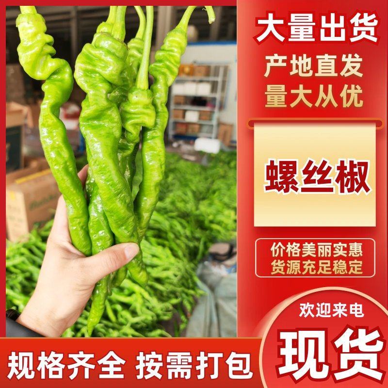 【螺丝椒】优质螺丝椒大量上市现摘现发鲜辣椒保质保量