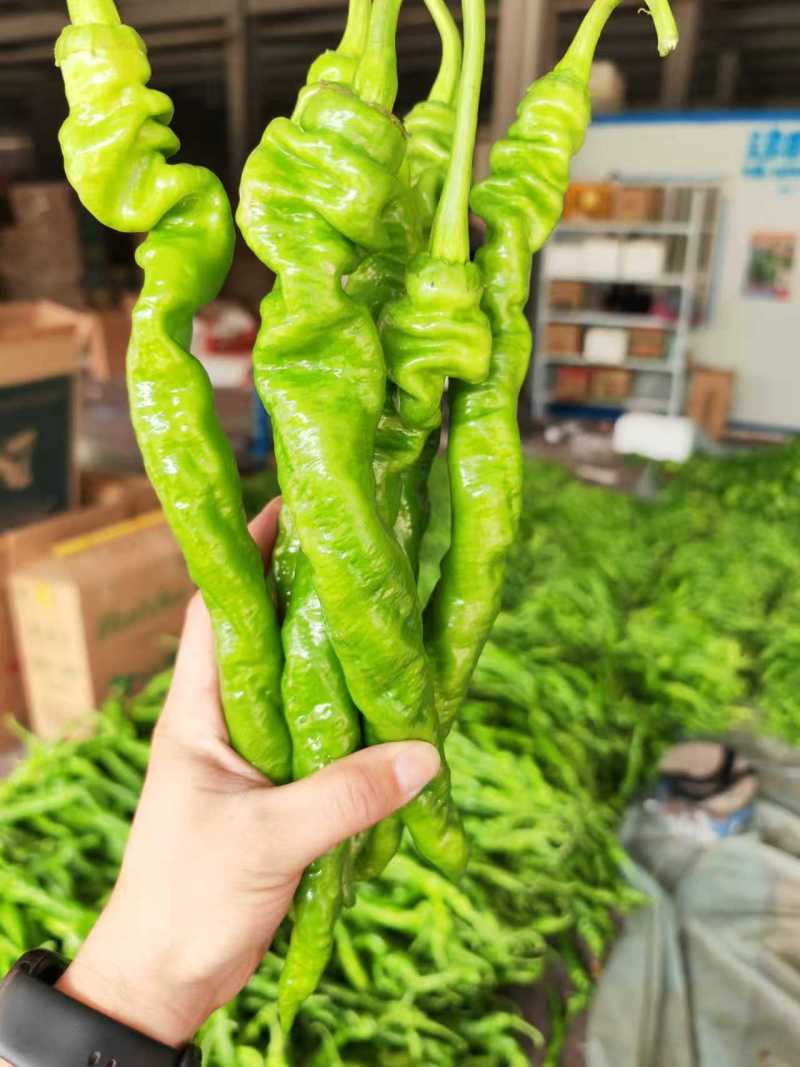 【螺丝椒】优质螺丝椒大量上市现摘现发鲜辣椒保质保量
