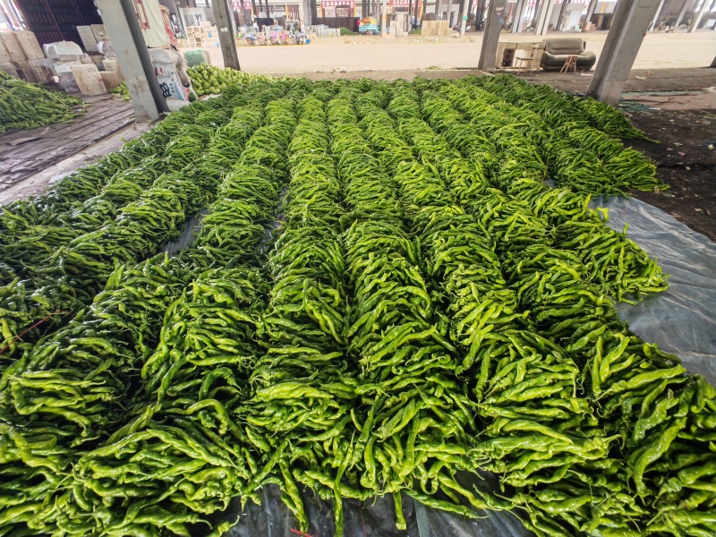 【螺丝椒】优质螺丝椒大量上市现摘现发鲜辣椒保质保量