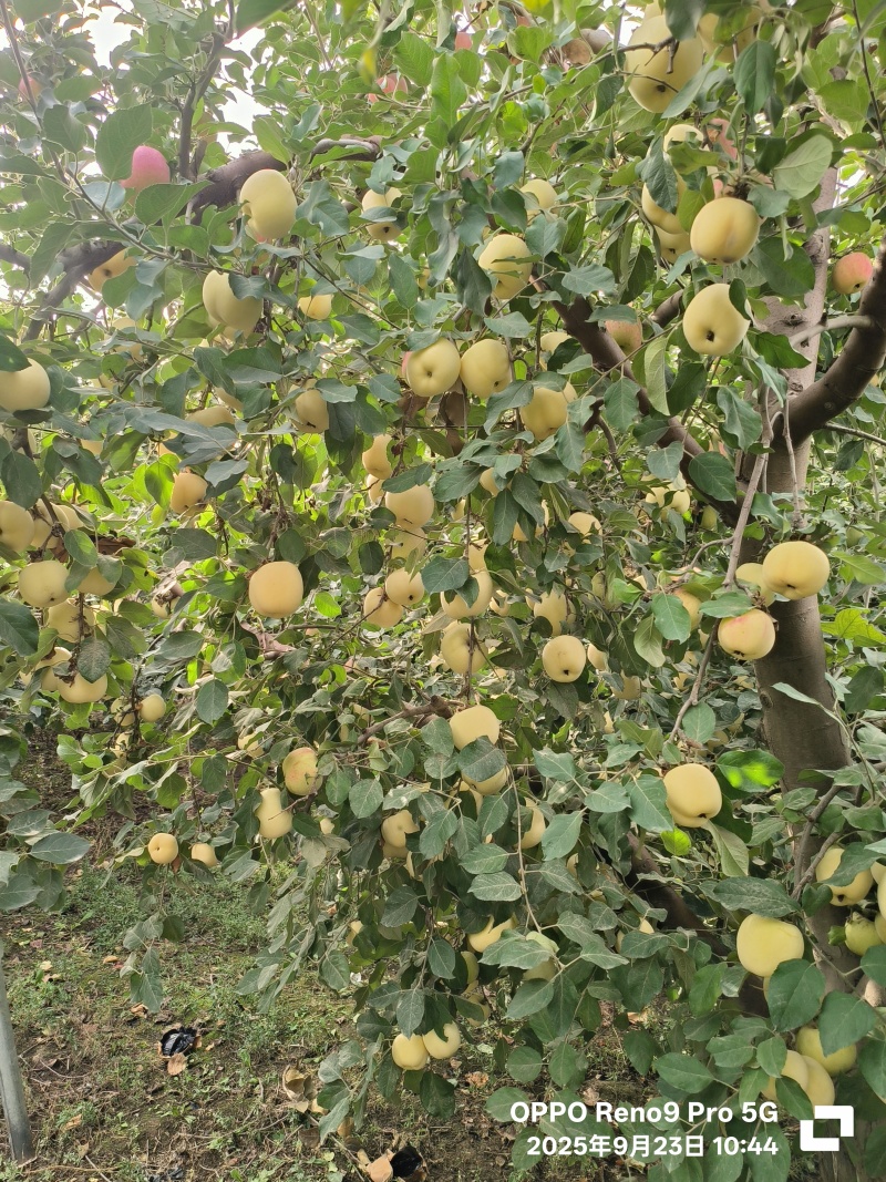 阿克苏冰糖心苹果