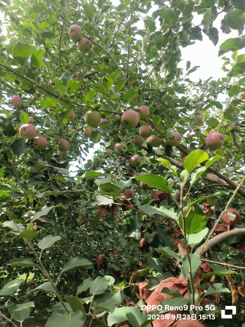 阿克苏冰糖心苹果
