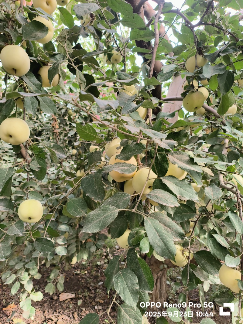 阿克苏冰糖心苹果