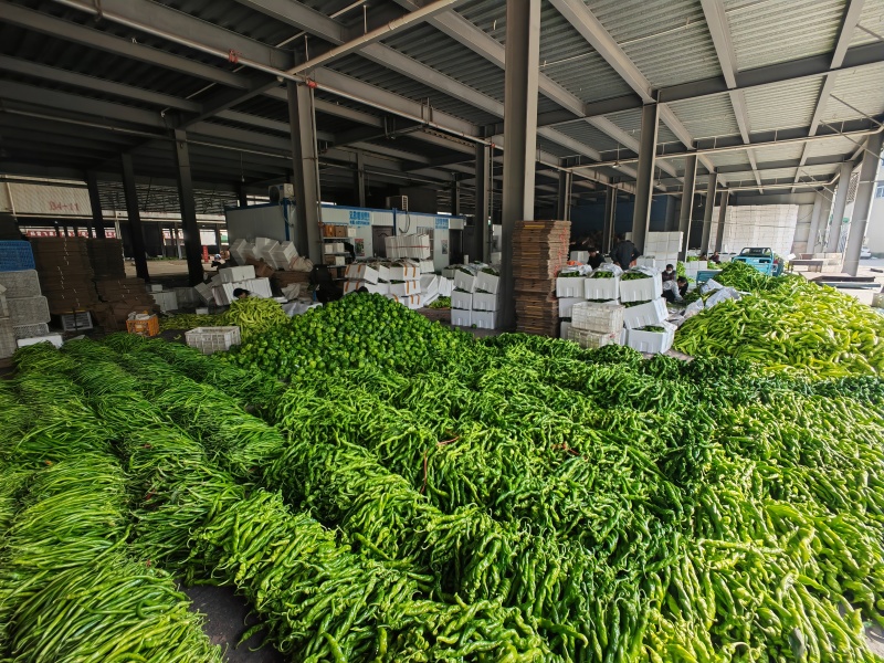 【螺丝椒】优质螺丝椒大量上市现摘现发鲜辣椒保质保量