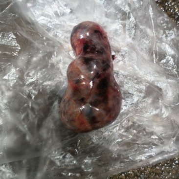 鹅宝，(价格可议）