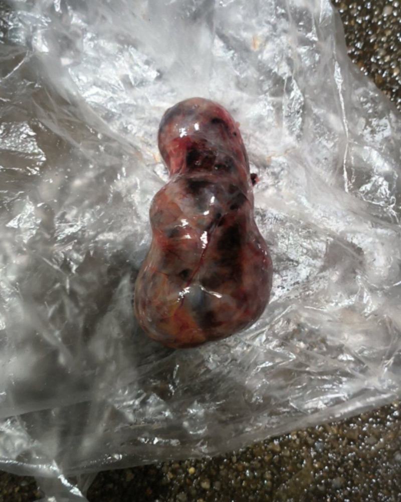 鹅宝，(价格可议）