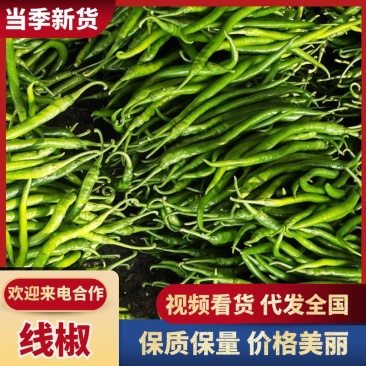 安阳内黄县线椒青线椒对接全国市场批发商超量大从优