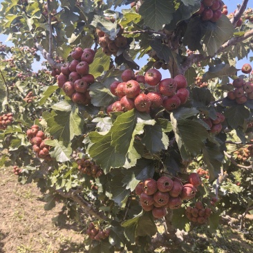 山西大金星山楂大量上市一手货源酸甜可口量大价优