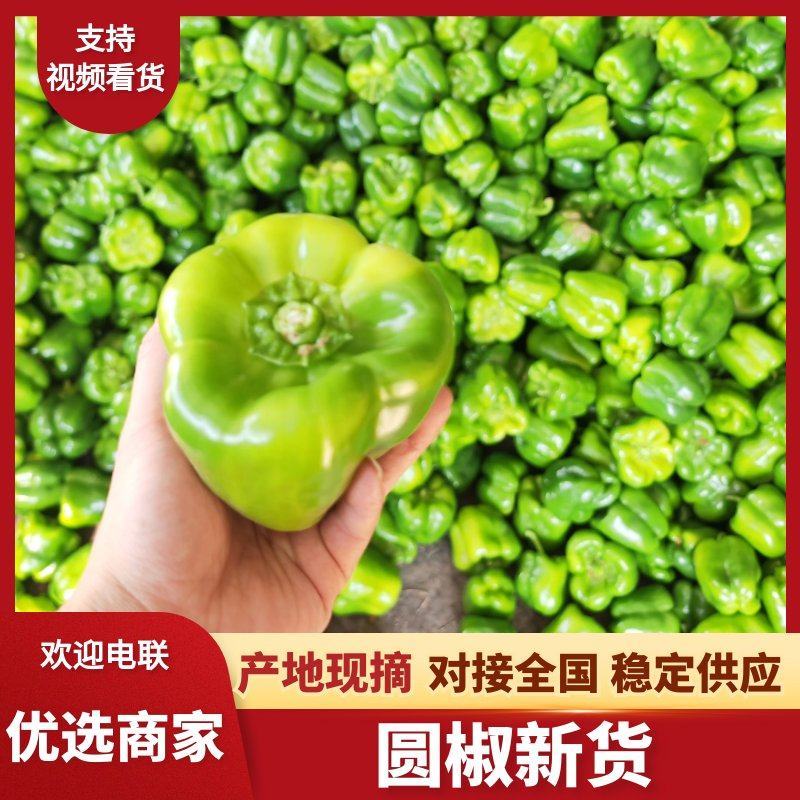 圆椒产地直发精品方椒太空椒灯笼椒精品鲜辣椒菜椒