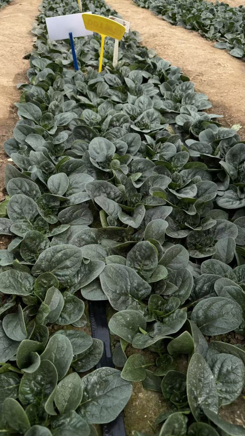 世美菠菜种子耐热寒浓绿圆叶趴地菠菜种籽厚叶菠菜基地蔬菜种