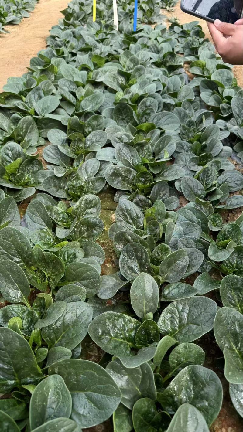 世美菠菜种子耐热寒浓绿圆叶趴地菠菜种籽厚叶菠菜基地蔬菜种