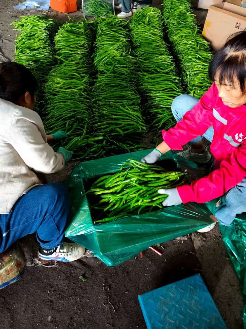 精品线椒大量供应中对接市场档口量大从优欢迎老板来电咨询