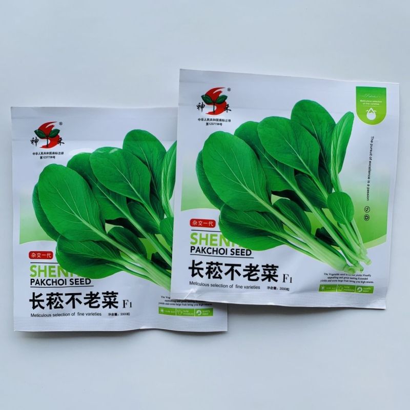 长崧不老菜种子鸡毛菜种子小菘菜种子口感好春秋小白菜种子