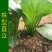 长崧不老菜种子鸡毛菜种子小菘菜种子口感好春秋小白菜种子