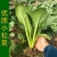 长崧不老菜种子鸡毛菜种子小菘菜种子口感好春秋小白菜种子