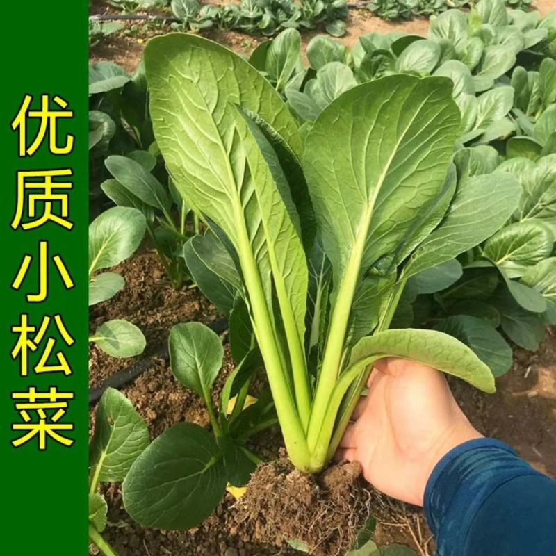 长崧不老菜种子鸡毛菜种子小菘菜种子口感好春秋小白菜种子