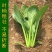 长崧不老菜种子鸡毛菜种子小菘菜种子口感好春秋小白菜种子