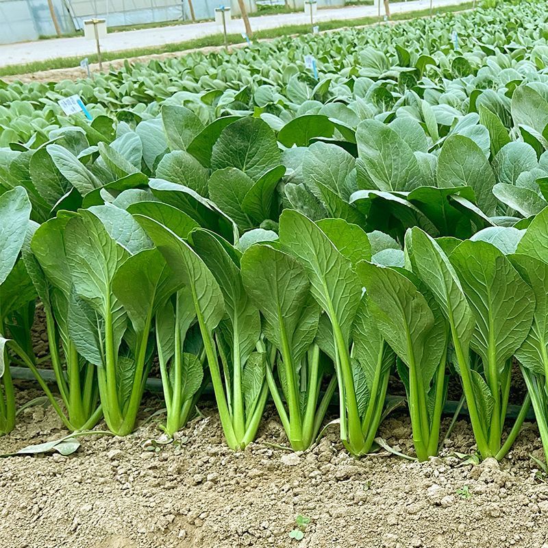 长崧不老菜种子鸡毛菜种子小菘菜种子口感好春秋小白菜种子