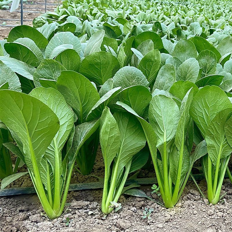 长崧不老菜种子鸡毛菜种子小菘菜种子口感好春秋小白菜种子