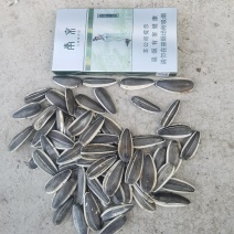 精品内蒙葵花籽产地直发一手货源质量保证代发全国