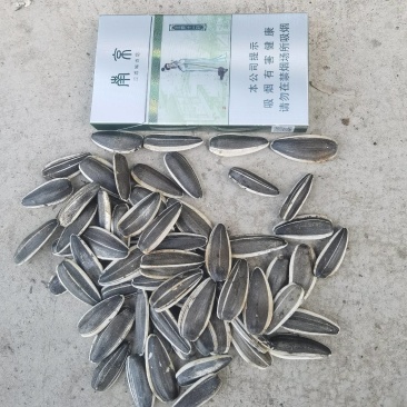 精品内蒙葵花籽产地直发一手货源质量保证代发全国