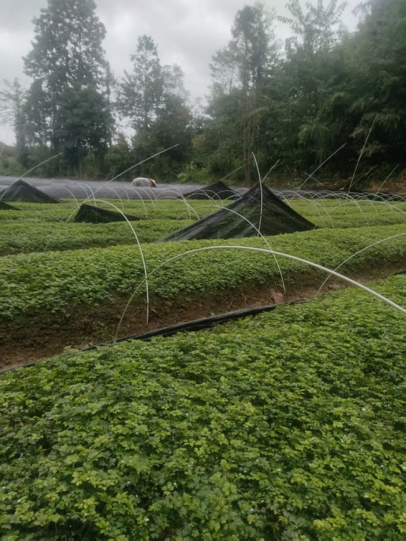 湖北恩施黄连苗，中药材苗基地现挖现发自家苗圃，可发全国