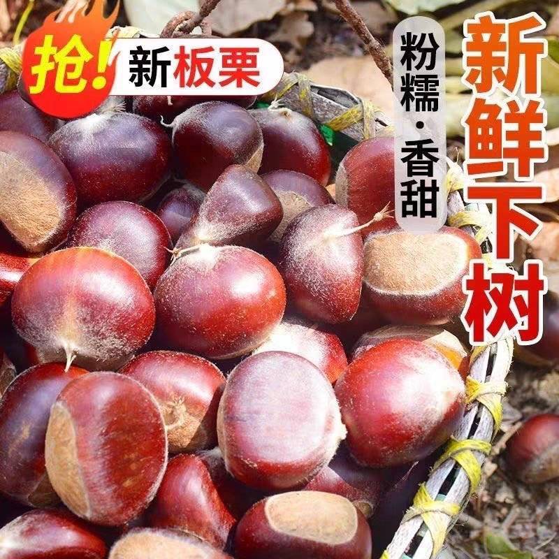 板栗新鲜板栗产地一手货源保质保量欢迎订购
