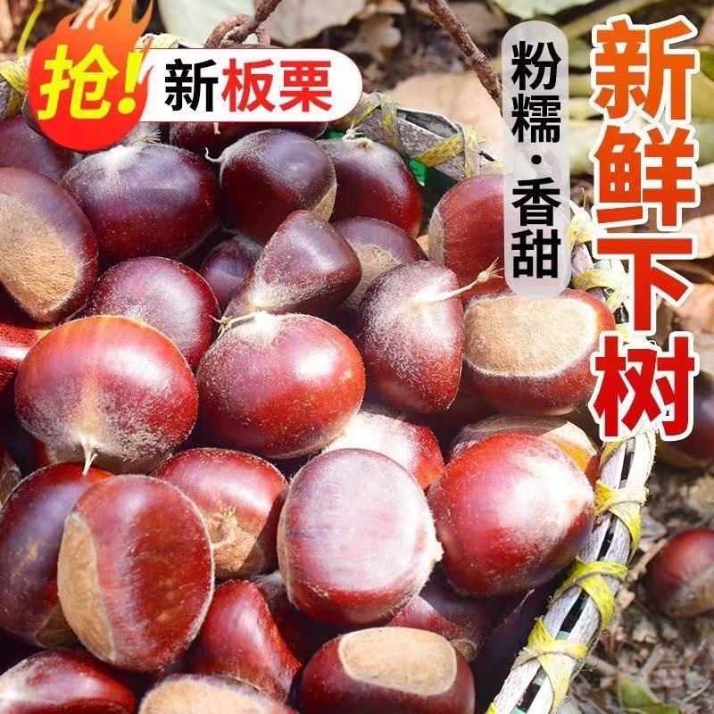 板栗新鲜板栗产地一手货源保质保量欢迎订购