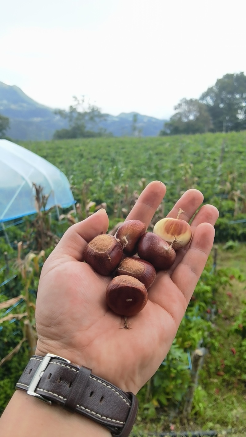 板栗大量上市颗粒饱满保质保量产地一手货源看货论价
