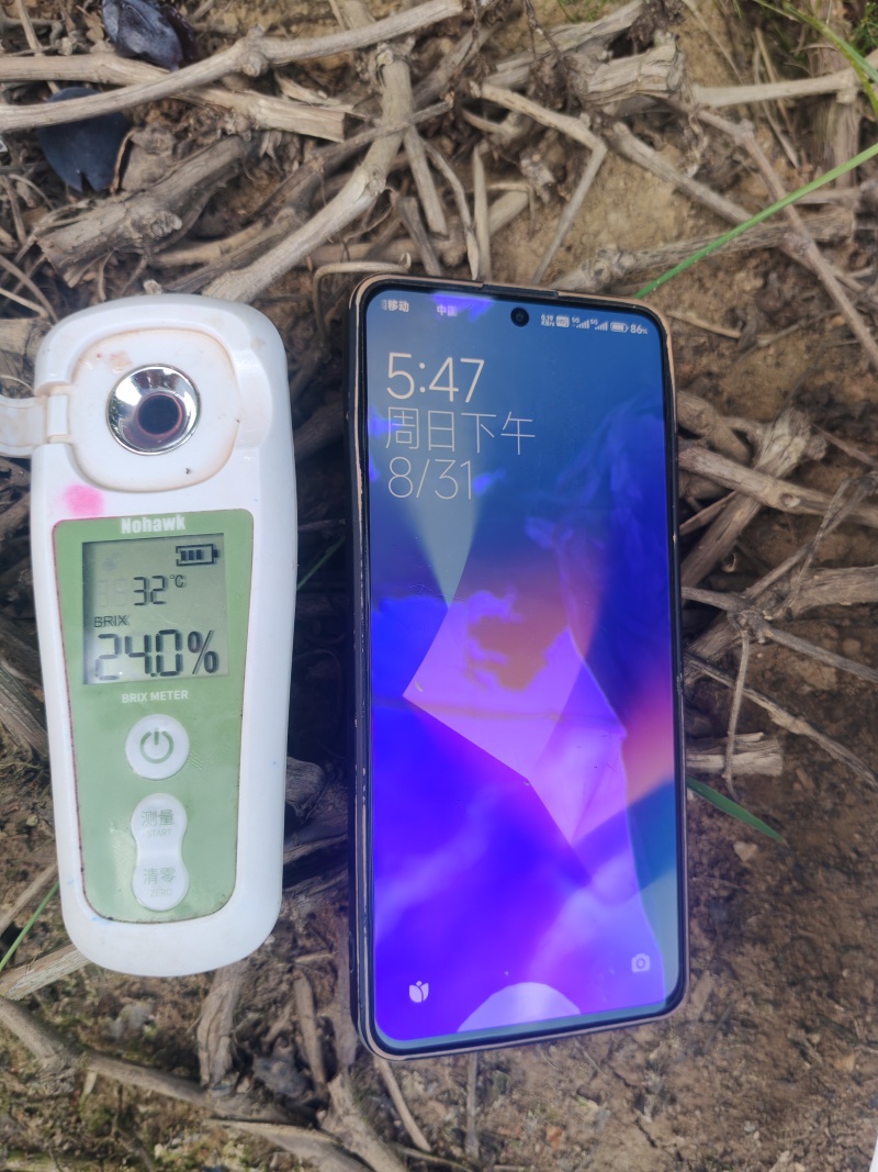 自然果巨峰葡萄，软枝，糖度20+可接批发，社区团购，
