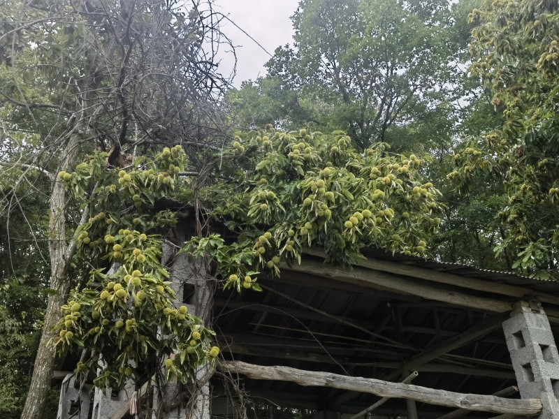 板栗大量上市颗粒饱满保质保量产地一手货源看货论价