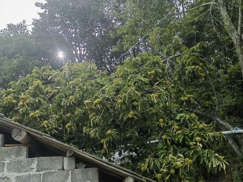 板栗大量上市颗粒饱满保质保量产地一手货源看货论价