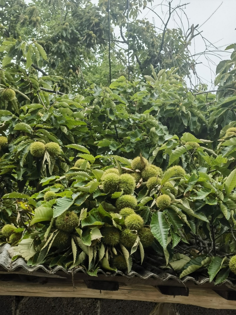 板栗大量上市颗粒饱满保质保量产地一手货源看货论价
