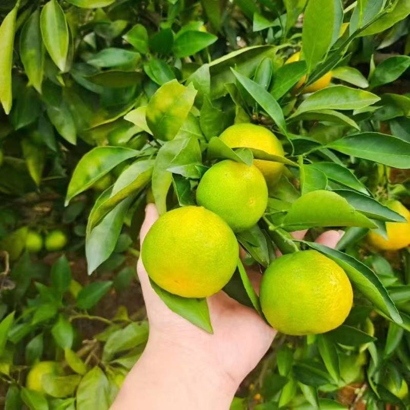 蜜桔