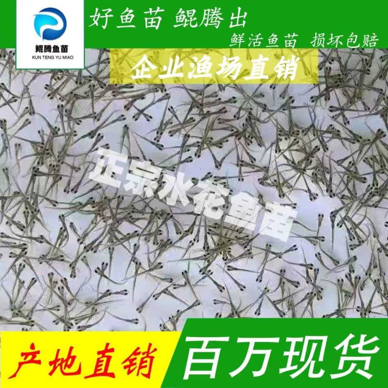 罗非鱼水花海南一号水花