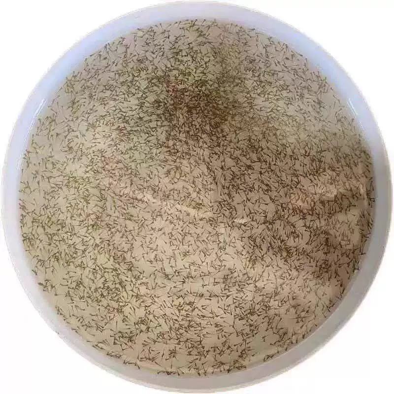 罗非鱼水花海南一号水花