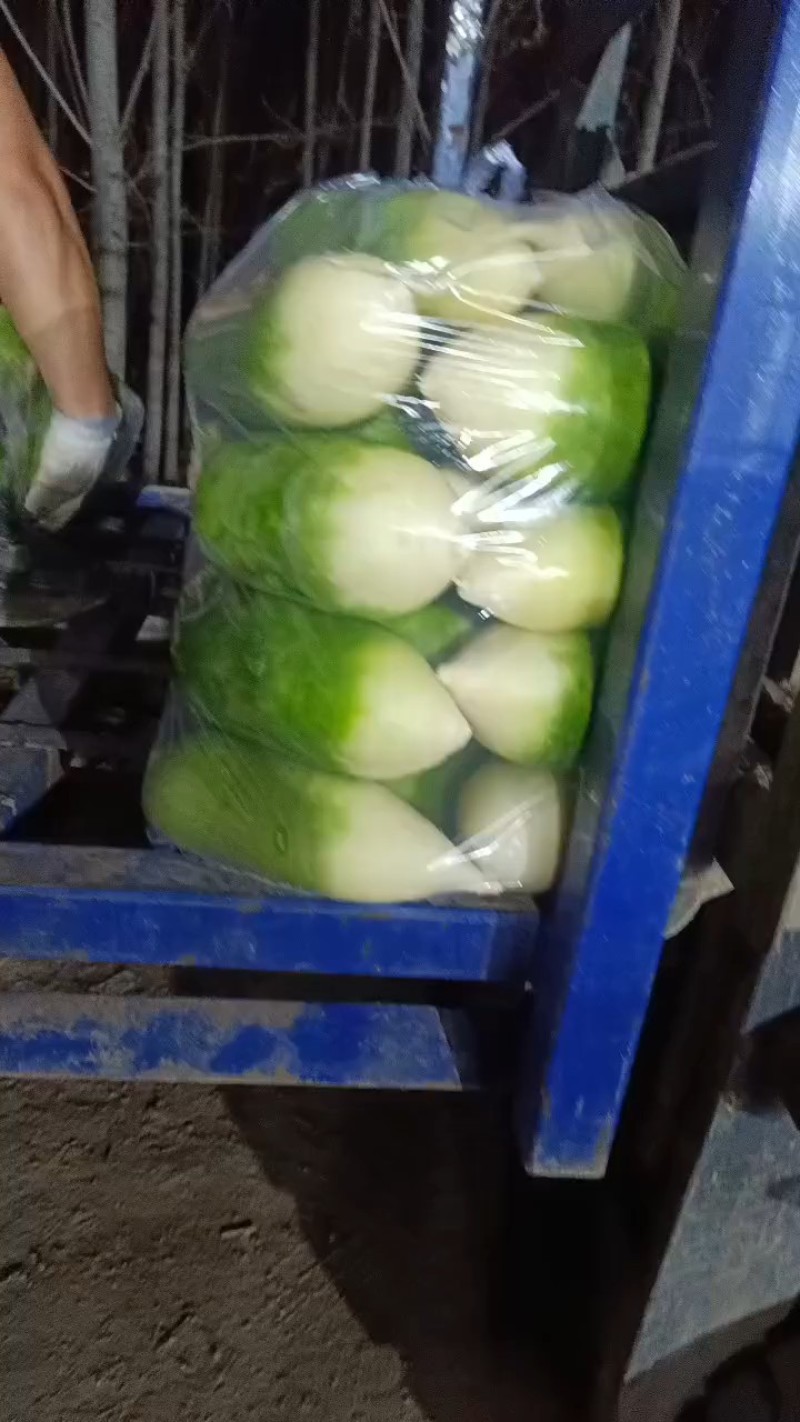 青萝卜河南青头萝卜。货源充足代收代发。