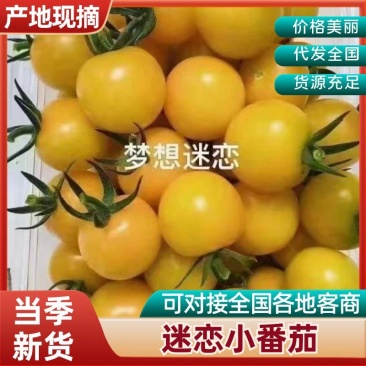精品黄色迷恋圣女果对接市场批发电商超市小番茄支持视频